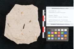 Foto (Objekt + Etikett) von Glyptostrobus europaeus Brongniart (NHMW-GEO-2024-0188-6754)